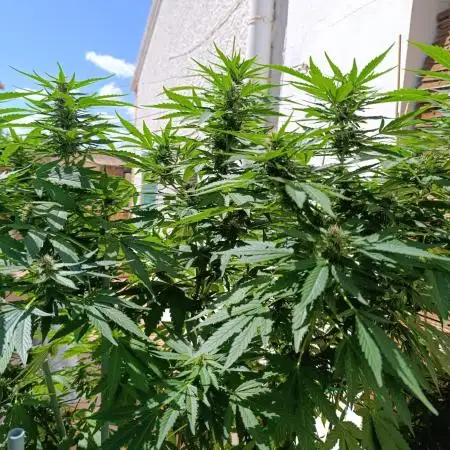 Blueberry