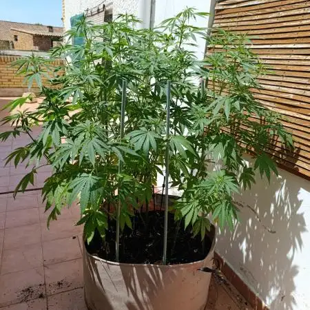 Blueberry