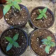 Wedding Cake x Banana Butter Cups