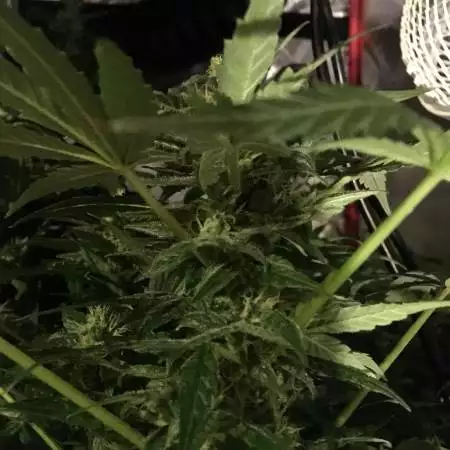 Julies Cookies Auto - DWC OXYPOTS