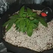 Apple Fritter/Shogun (2nd Tent grow)