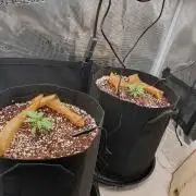 1st Indoor tent grow! (Auto Anubis)