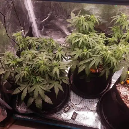 1st Indoor tent grow! (Auto Anubis)
