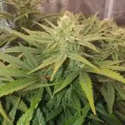 1st Indoor tent grow! (Auto Anubis)