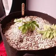 Apple Fritter/Shogun (2nd Tent grow)