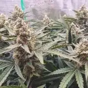 1st Indoor tent grow! (Auto Anubis)