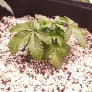 Apple Fritter/Shogun (2nd Tent grow)