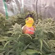 1st Indoor tent grow! (Auto Anubis)