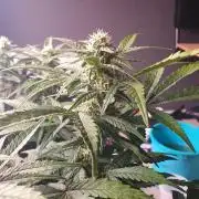 1st Indoor tent grow! (Auto Anubis)