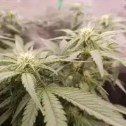 1st Indoor tent grow! (Auto Anubis)