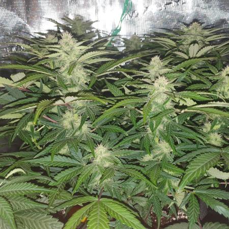 1st Indoor tent grow! (Auto Anubis)