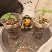 Apple Fritter/Shogun (2nd Tent grow)