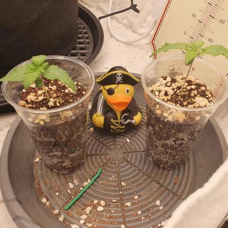 Apple Fritter/Shogun (2nd Tent grow)