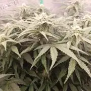 1st Indoor tent grow! (Auto Anubis)