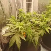 1st Indoor tent grow! (Auto Anubis)