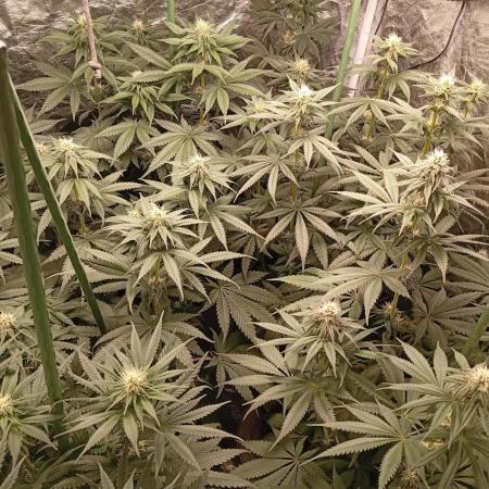 Ghost Train Haze  cultivo 6