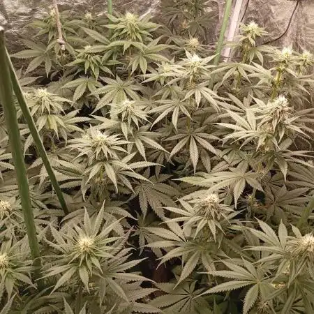 Ghost Train Haze  cultivo 6