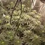 Ghost Train Haze  cultivo 6