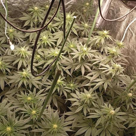 Ghost Train Haze  cultivo 6