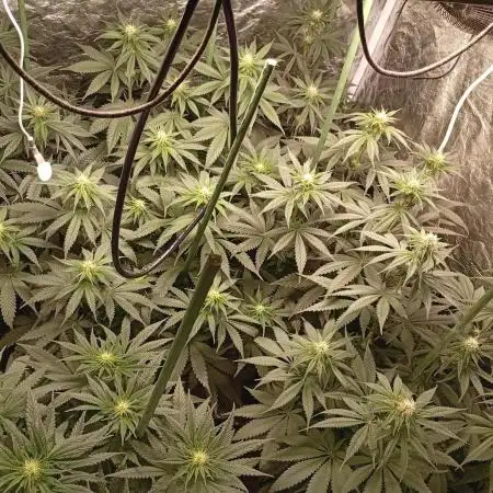 Ghost Train Haze  cultivo 6
