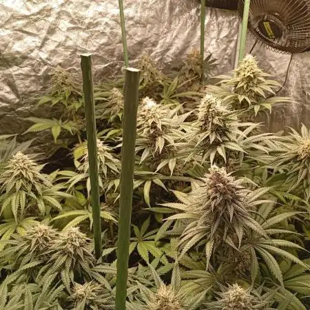 Ghost Train Haze  cultivo 6