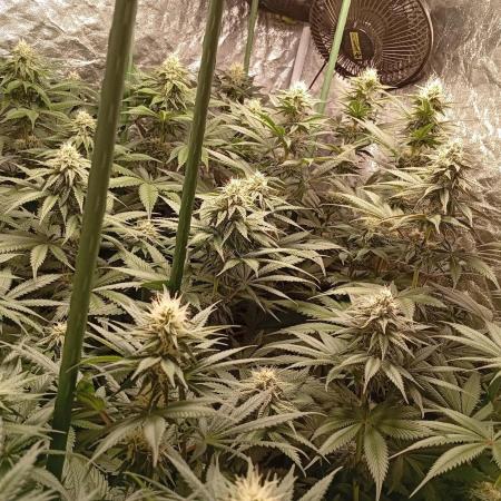 Ghost Train Haze  cultivo 6