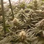 Ghost Train Haze  cultivo 6