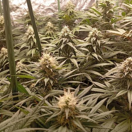 Ghost Train Haze  cultivo 6