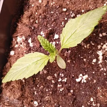 Ghost Train Haze  cultivo 6