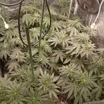 Ghost Train Haze  cultivo 6