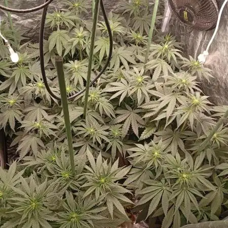 Ghost Train Haze  cultivo 6