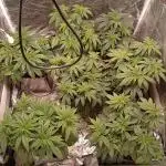 Ghost Train Haze  cultivo 6