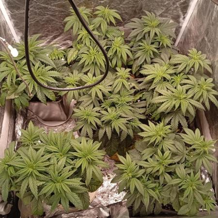 Ghost Train Haze  cultivo 6