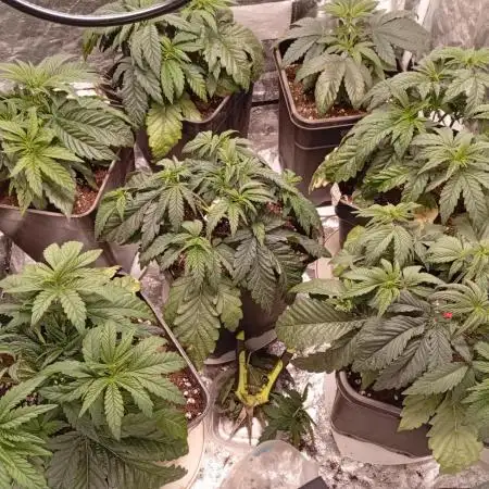 Ghost Train Haze  cultivo 6