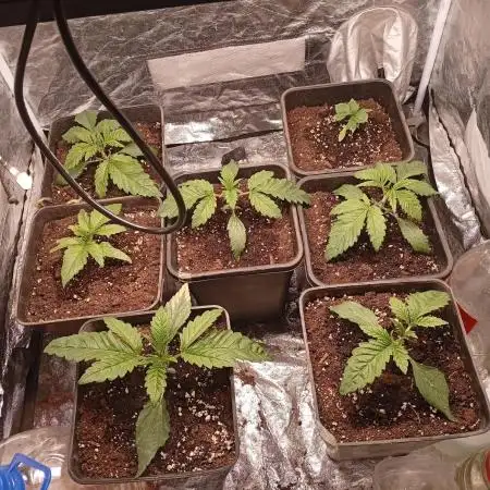 Ghost Train Haze  cultivo 6