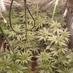 Ghost Train Haze  cultivo 6