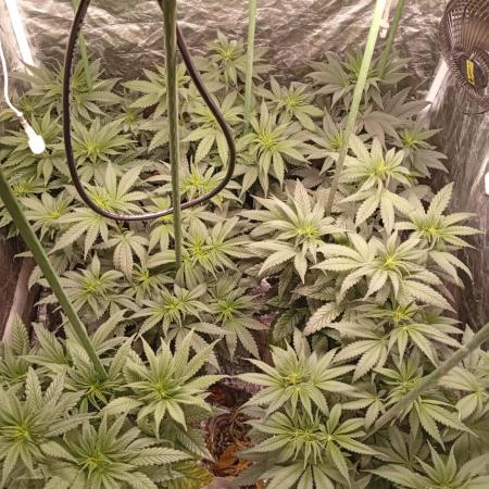 Ghost Train Haze  cultivo 6