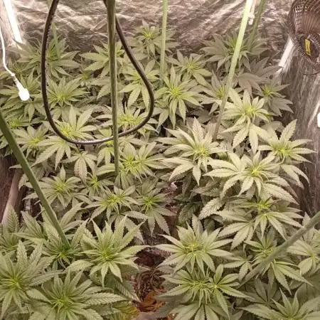 Ghost Train Haze  cultivo 6