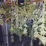 Forbidden runtz Auto fb420
