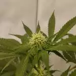 Special Kush #1 RQS