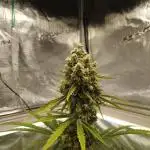 Mother Gorilla 🦍
