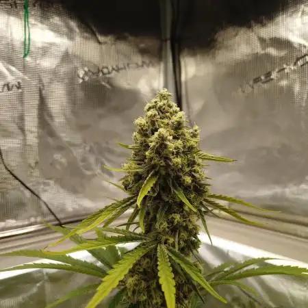 Mother Gorilla 🦍