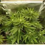 Chocolate Haze RQS