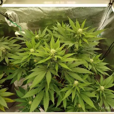 Chocolate Haze RQS