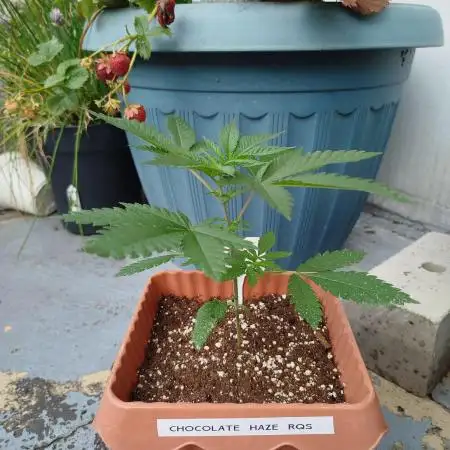 Chocolate Haze RQS