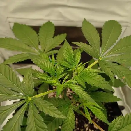 Chocolate Haze RQS