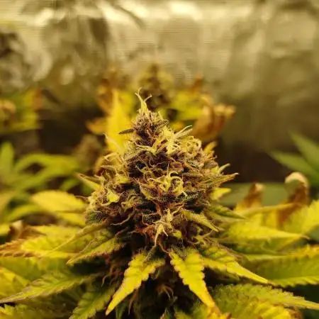 OG Kush RQS