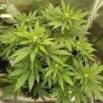 Chocolate Haze RQS