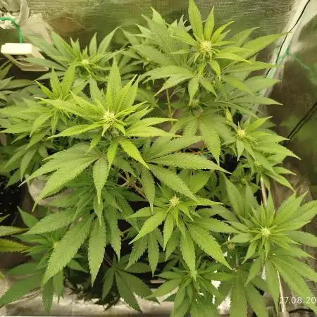 Chocolate Haze RQS