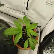 DJ Short - Blueberry Regular F5